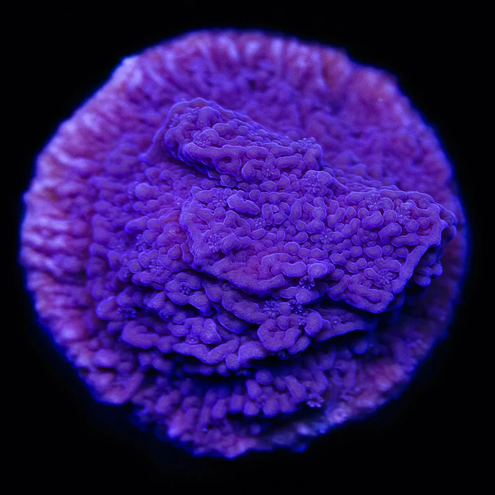 Vivid's Purple Cap Montipora Coral